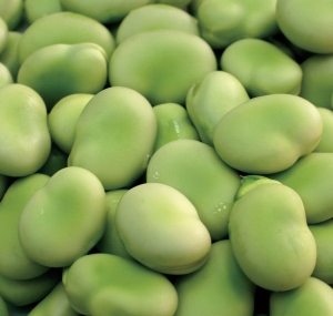 Broad Beans