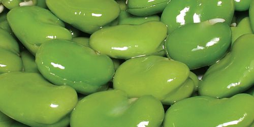 IQF Frozen Broad Beans