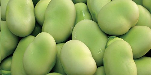 IQF Frozen Broad Beans