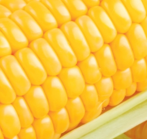 Sweet Corn