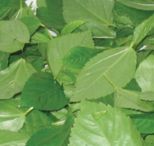 molokhia
