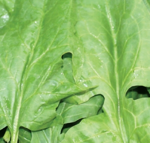 spinach