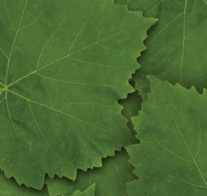 vine-leaves
